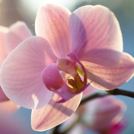 A perfect orchid